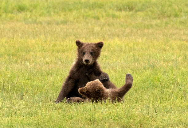 istock Brown Bear Cubs Wrestling In Field 1419705048
