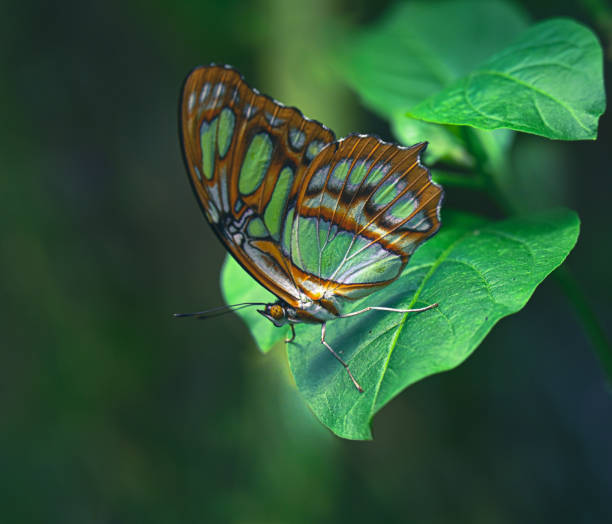 motyl - butterfly flying tropical climate close to zdjęcia i obrazy z banku zdjęć