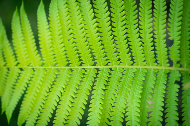 Tropical fern. MacRitchie Nature Reserve. Singapore.