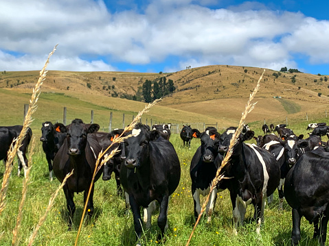 Grazing dairy cows for the dairy industry banner. 