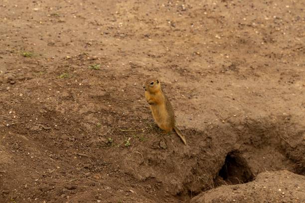 istock Prairie Dog Standing Up 1419715296