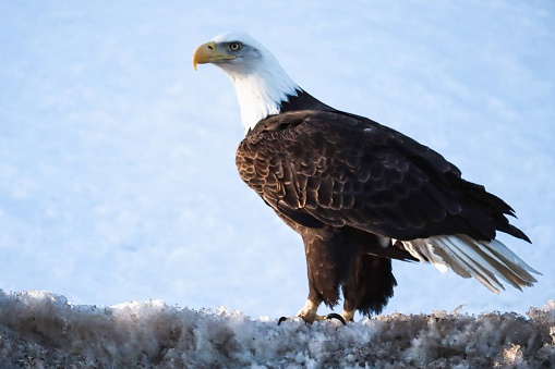 Bald Eagle on a snow back on the side of the road