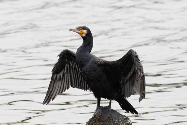 istock Great cormorant drying wings opened 1419719056