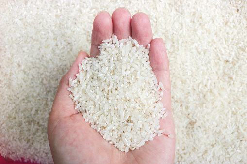 Hands holding a lot of rice, rice harvest has arrived. Rice products from Indonesia. Woman's hand holding handful of white rice on a pile of cereals.