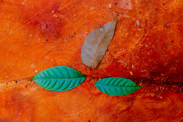 Two green leaves and a dry leaf on a cut tree as a background. Autumn Leaves over wooden background. With copy space. Leaves and wood for wallpaper.