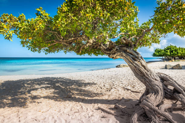 istock Eagle beach with divi divi tree on Aruba island, Dutch Antilles 1419722264
