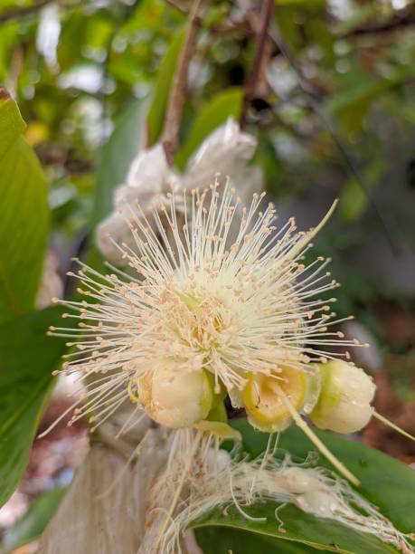 istock Water Guava Flower 1419728638