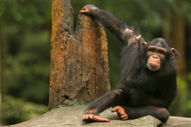 porträt eines schimpansen, der sich auf einem baum entspannt - monkey mask animal ape stock-fotos und bilder