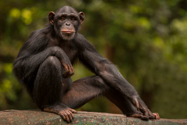 porträt schimpanse posiert wie ein mensch - monkey mask animal ape stock-fotos und bilder