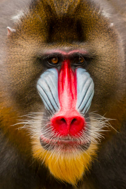 istock portrait close-up monkey mandril. rainbow face 1419730712