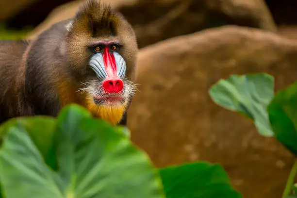 Rainbow Face Monkey Mandrill. mandrill baboon portrait with amazing colorful face.