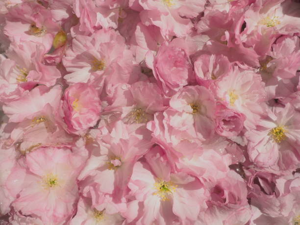 istock Pink flowers cherry sakura background. Flower wall. Soft selective focus. Holiday postcard. Pink petals and yellow stamens. Beautiful background. Petal art. Spring cherry blossom. Prunus serrulata 1419731788