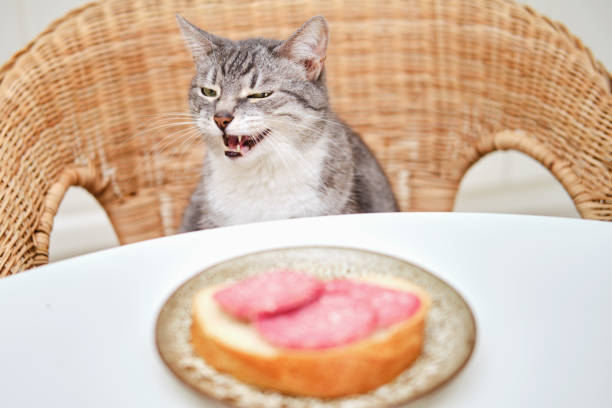 494 Cat Sandwich Stock Photos, Pictures & Royalty-Free Images - iStock |  Cat breading, Baby food photography