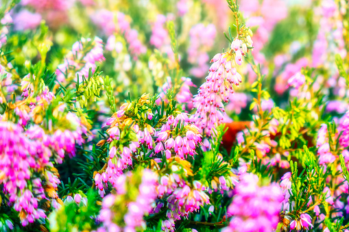 a field or flower bed of pink heather plants