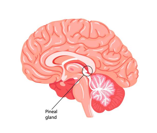ilustrações, clipart, desenhos animados e ícones de a glândula pineal, conarium ou epífise cerebri. - brain cerebellum synapse science