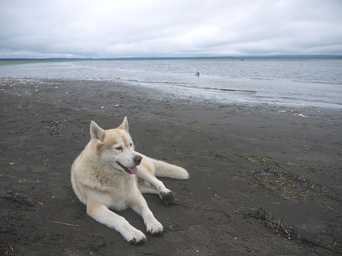 Big white eskimo dog laying down on the northern coast, Sea of Okhotsk, Sakhalin