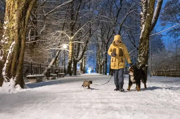 Photo of Woman in a yellow jacket is walking with a Bernese mountain dog and a cat on a leash on the street in winter evening.