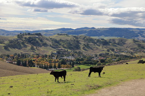 Two young cows stand waiting for their mother next to a hiking trail in Sycamore Valley during Autumn after the first rains bring greenery