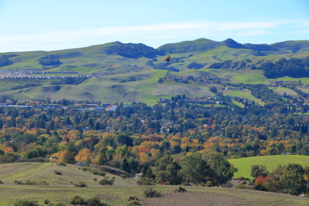 istock Hawk flies over the San Ramon Valley, California 1419735901