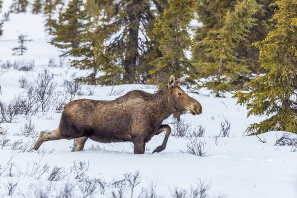 A Cow Moose in Alaska The Alaska moose, or Alaskan moose in Alaska, or giant moose and Yukon moose in Canada, is a subspecies of moose that ranges from Alaska to western Yukon. The Alaska moose is the largest subspecies of moose. cow moose stock pictures, royalty-free photos & images