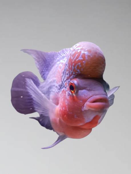 istock Cichlid flowerhorn female 1419737880