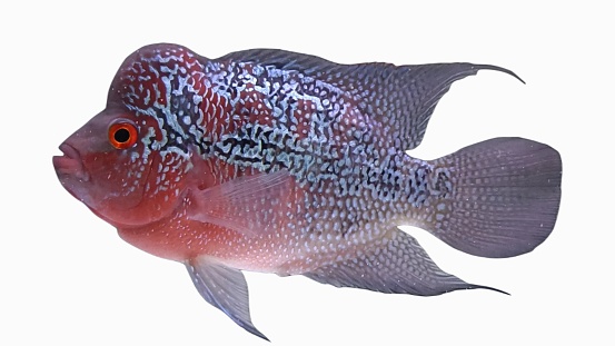 Flowerhorn is a predatory ornamental fish that has a beautiful body color and a large head