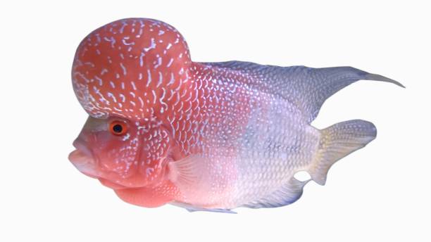 istock Flowerhorn cichlid SRM 1419738117