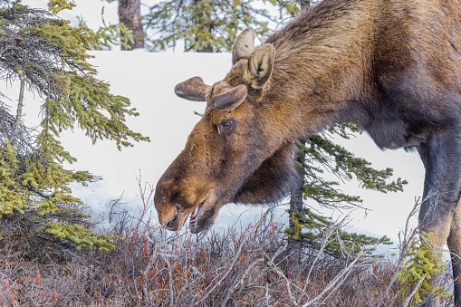 The Alaska moose, or Alaskan moose in Alaska, or giant moose and Yukon moose in Canada, is a subspecies of moose that ranges from Alaska to western Yukon. The Alaska moose is the largest subspecies of moose.