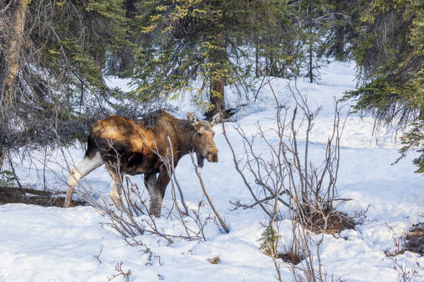 istock A Cow Moose in Alaska 1419740115
