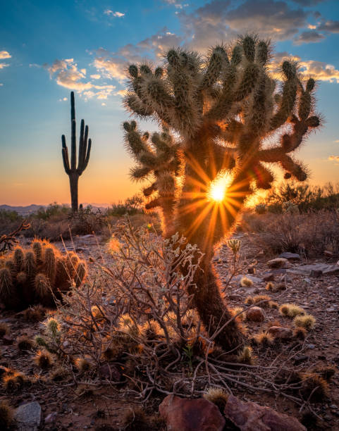 istock Sun setting through illuminated cholla cactus with Saguaro cactus silhouette in distance 1419740910