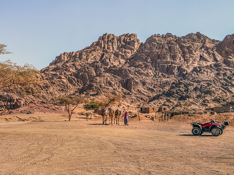 Bedouin with several camels and a quad bike against the backdrop of mountains in the Sinai desert. Real life in the Egyptian desert near Sharm El Sheikh
