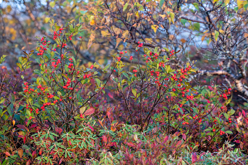 Red maple leaves