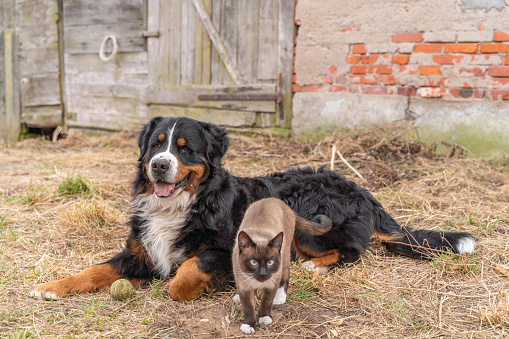 Purebred Siamese Cat and Zennenhund Dog are together outdoor.