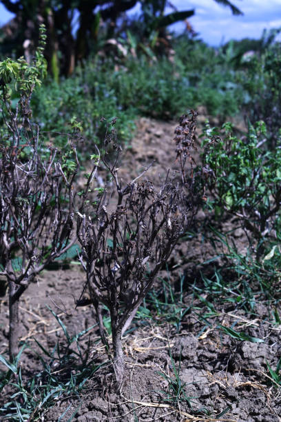 istock Green plant in the ricefield. 1419743453