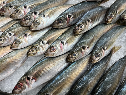 Fresh horse mackerel lined up in a fresh fish shop
