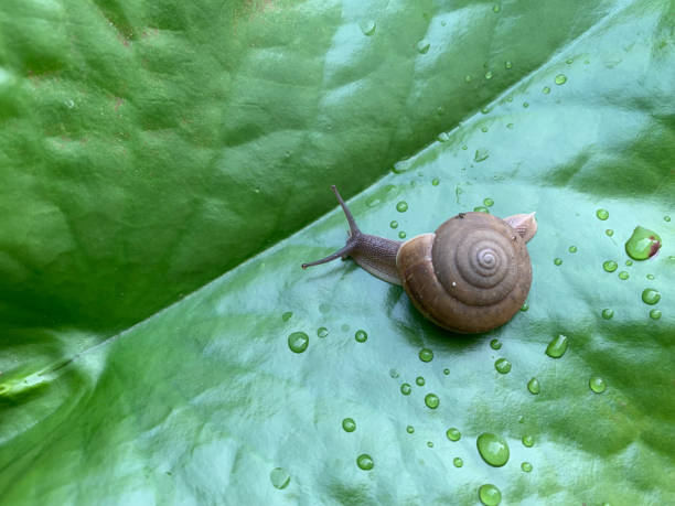 Snail walking on fresh green leaves with drop dew after rain.