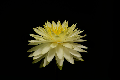 Yellow water lily blooming in the dark.Lotus flower opening on black background.