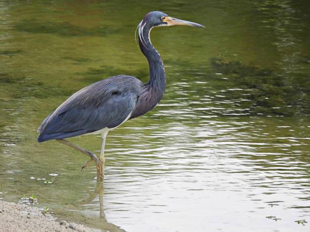 istock Tricolored Heron (Egretta tricolor) standing at water's edge 1419748510