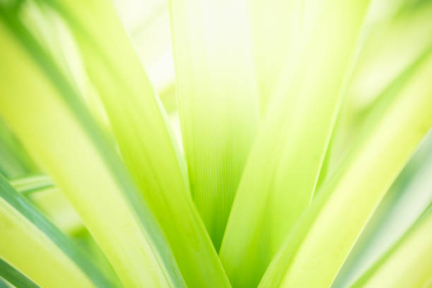 Abstract nature green blurred background nature leaf on greenery background in garden with copy space using as background wallpaper page concept.i