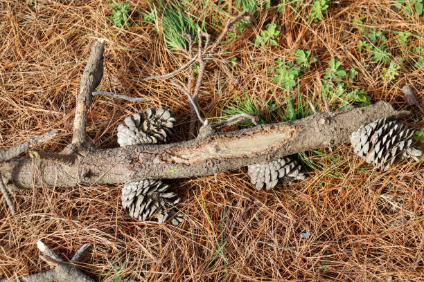 istock pine tree branch with pine cones on the ground 1419752497
