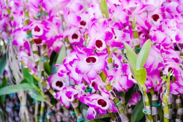 Fresh dendrobium nobile orchids flowers blooming with green leaf  in garden background