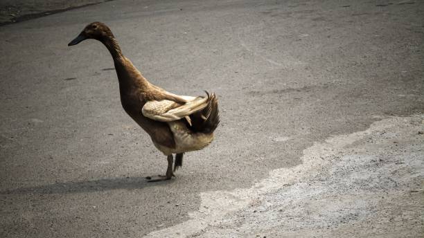 istock grainy photo of duck 1419755032