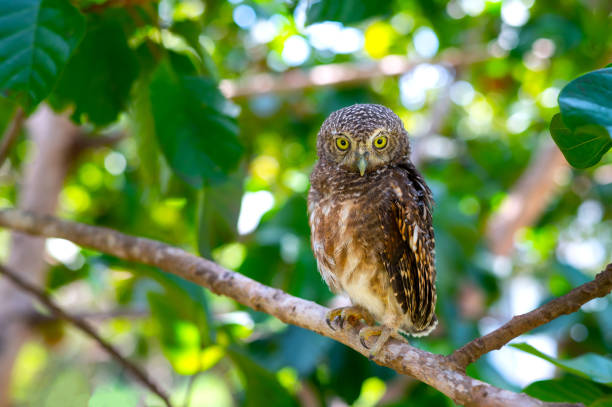 istock Brown Eagle Owl.An eagle owl on Green blurred background.Great gray owl on a branch. 1419757823