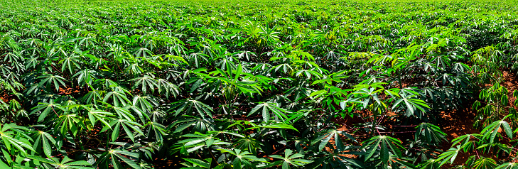 Panorama green leaves and cassava tree background.Outdoor of Cassava plantation.