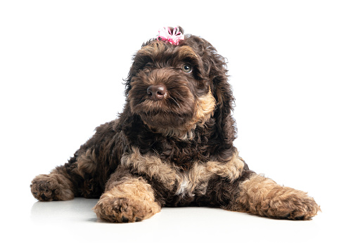 Australian labradoodle girl