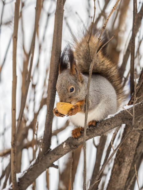 istock The squirrel with nut sits on tree in the winter or late autumn. 1419765938