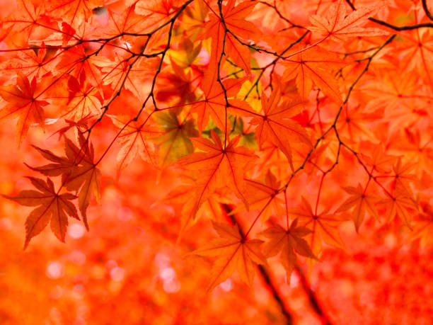istock Maple leaves in Japanese garden. 1419766323