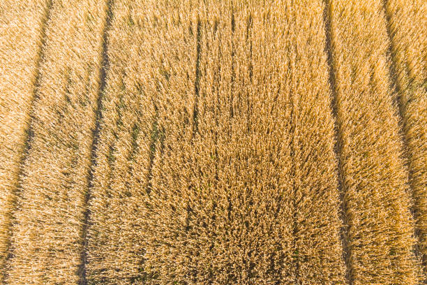 a field of wheat in ukraine photographed from a drone a field of wheat in ukraine photographed from a drone country road road corn crop farm stock pictures, royalty-free photos & images