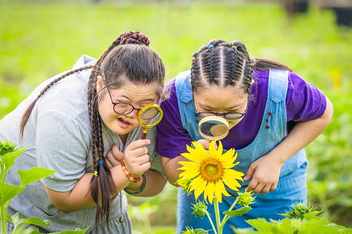 two female young friends with down syndrome exploring sunflower together with magnifying glass outdoors in park