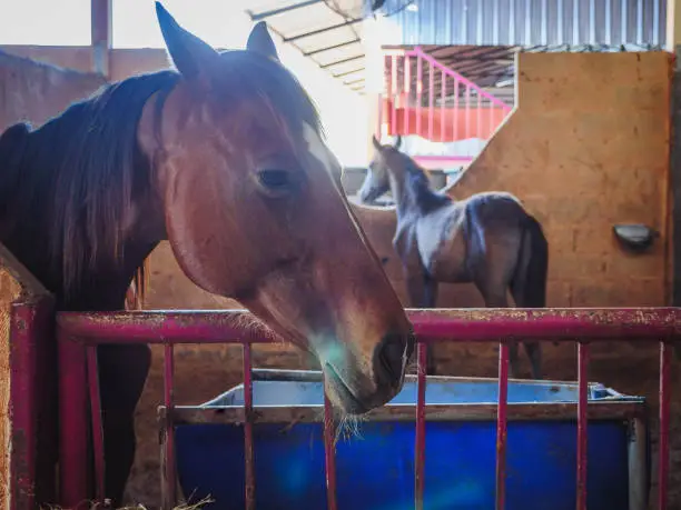 Photo of Brown mare Arabian horse with her foal in the stable